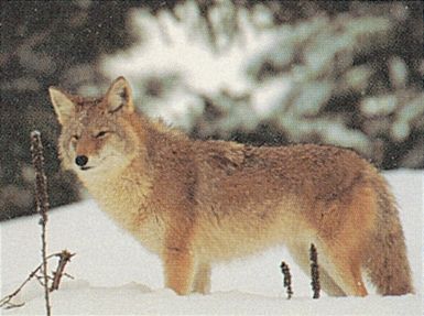 DELTA BLANCO PAPEL COYOTE 70490