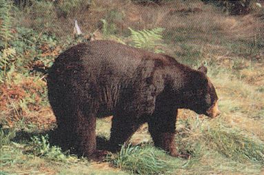 DELTA BLANCO PAPEL BEAR #104 70520