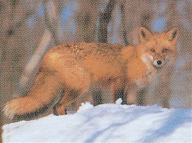 DELTA BLANCO PAPEL FOX #107 70535
