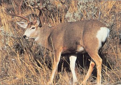 DELTA BLANCO PAPEL MULE DEER #109 70550