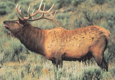DELTA BLANCO PAPEL ELK #110 70555