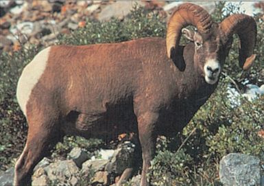 DELTA BLANCO PAPEL BIGHORN RAM #112 70565