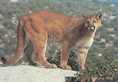 DELTA BLANCO PAPEL COUGAR #113 70570