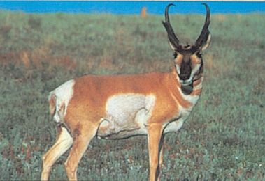DELTA BLANCO PAPEL ANTELOPE #114 70575