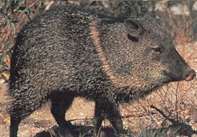 DELTA BLANCO PAPEL JAVELINA #115 70580
