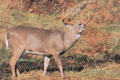 DELTA BLANCO PAPEL DEER #203 71517